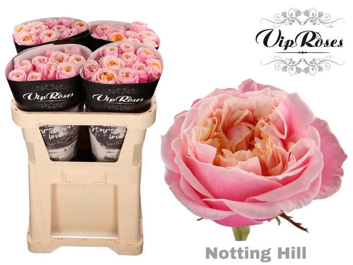 R GR NOTTING HILL