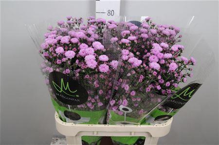 <h4>Ast Double Da Pink</h4>