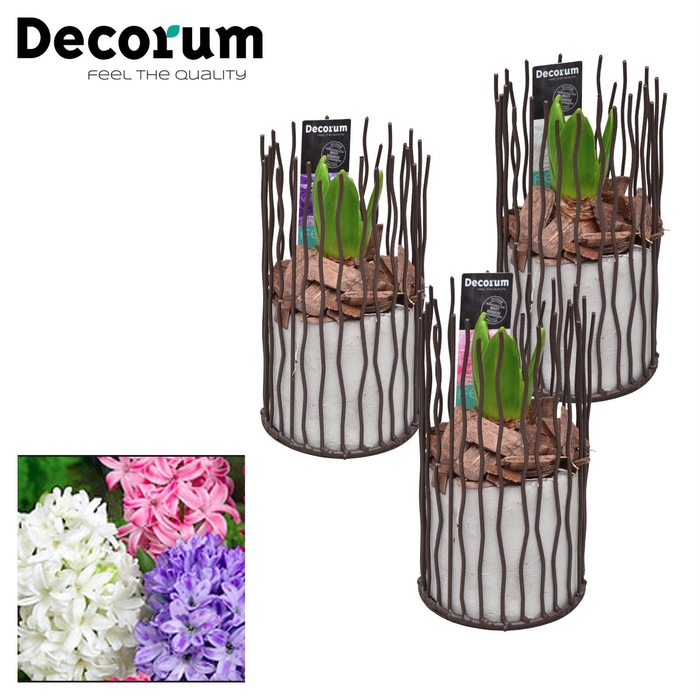 <h4>ARR HYACINTH</h4>