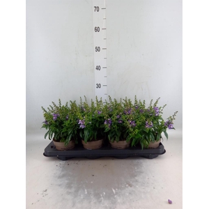 Angelonia  'Serena Purple'