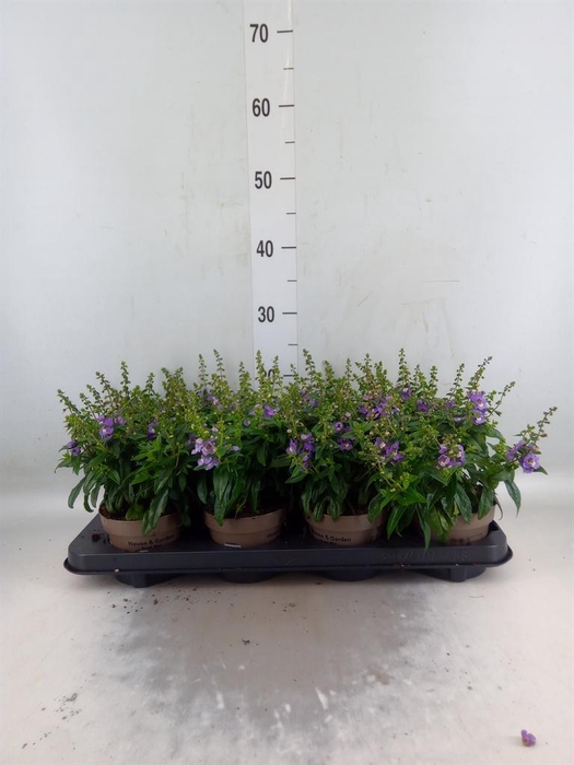 <h4>Angelonia  'Serena Purple'</h4>