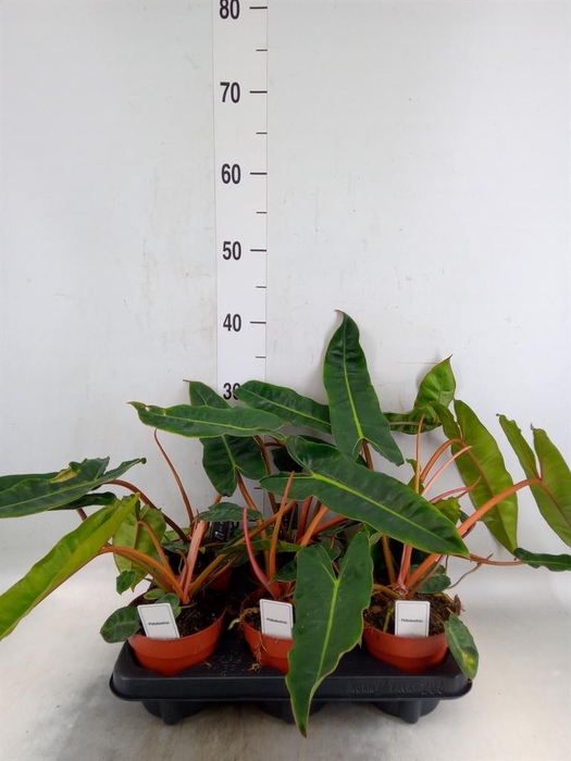 <h4>Philodendron   ...</h4>