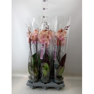 Phalaenopsis   ...