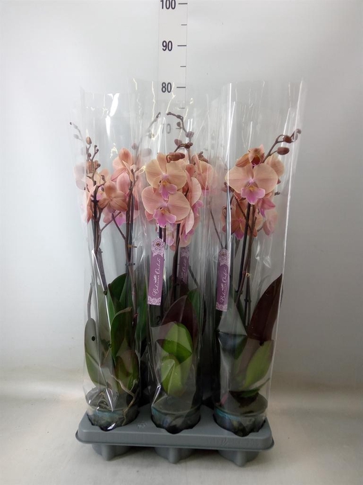 <h4>Phalaenopsis   ...</h4>