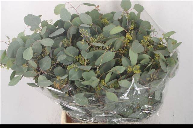 <h4>EUC POLYAN FRUI P BS</h4>