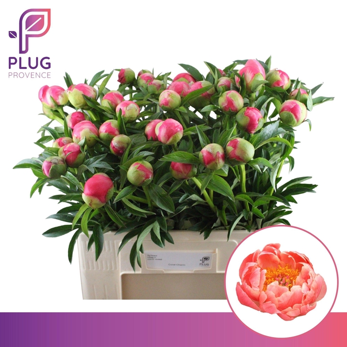 <h4>PAEO  CORAL CHARM</h4>