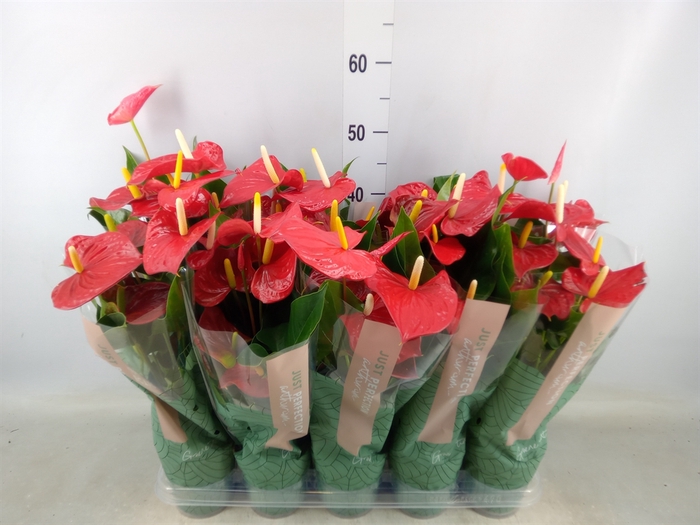 <h4>Anthurium andr. 'Minnesota'</h4>