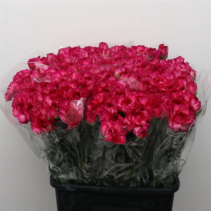 <h4>Di St Purple Sky</h4>