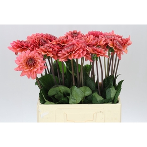 Dahlia Salmon Runner