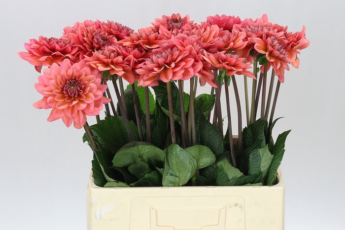 <h4>Dahlia Salmon Runner</h4>