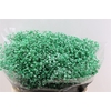 Gyps Pa. Forest Green