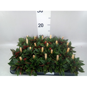 Peperomia caperata 'Rosso'