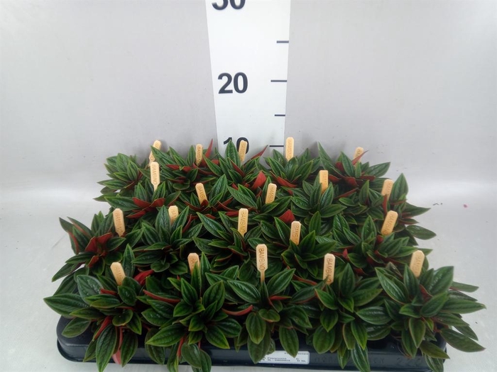 <h4>Peperomia caperata 'Rosso'</h4>