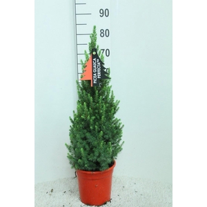 Picea glauca 'Perfecta'