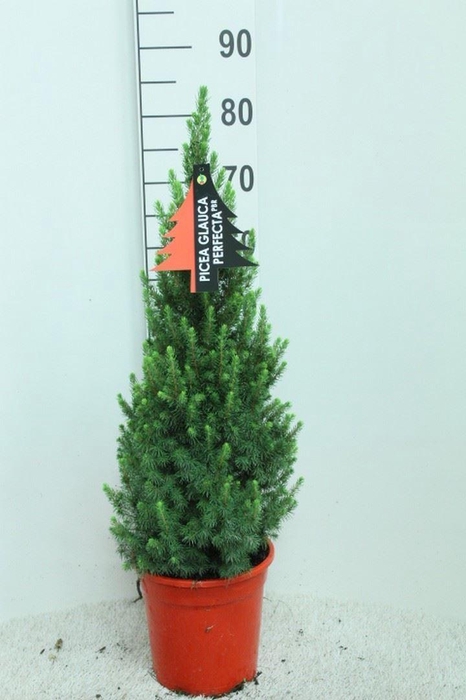 <h4>Picea glauca 'Perfecta'</h4>