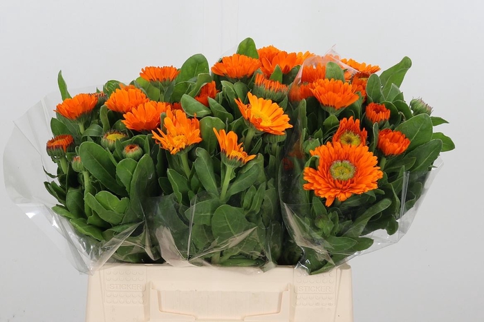 <h4>Calend Oranje</h4>