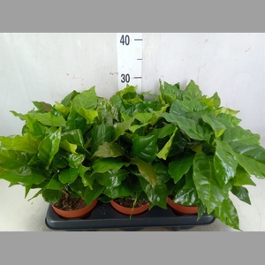 Coffea arabica