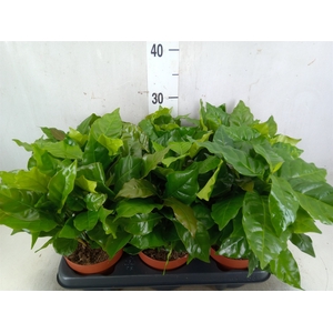 Coffea arabica