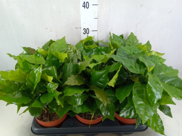 <h4>Coffea arabica</h4>