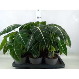 Alocasia   ...