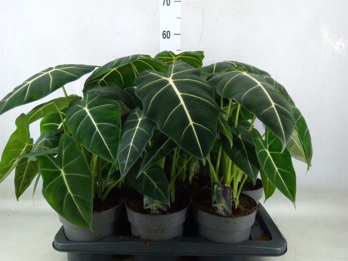 <h4>Alocasia   ...</h4>