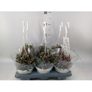Ceropegia woodii ssp. woodii