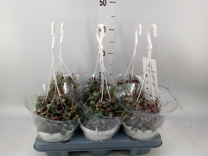 <h4>Ceropegia woodii ssp. woodii</h4>