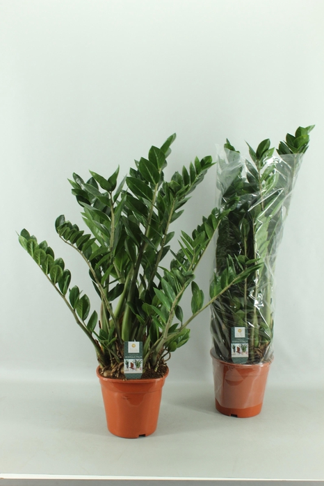 <h4>ZAMIO ZAMIIFOLIA</h4>