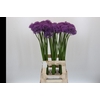 Allium Gladiator