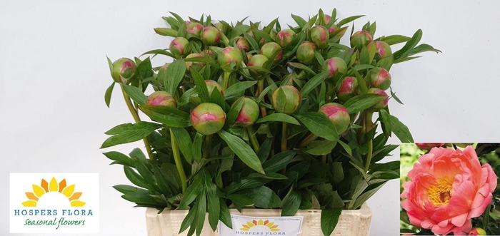 <h4>PAEO  CORAL CHARM</h4>