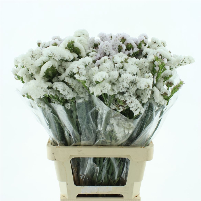 <h4>Limonium St White Birds</h4>