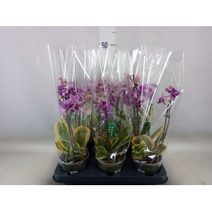 Phalaenopsis multi. 'Magic Leaf'