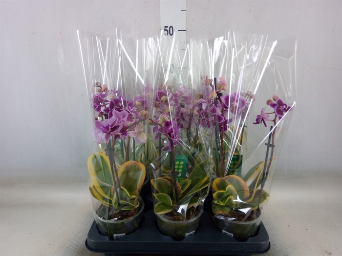 <h4>Phalaenopsis multi. 'Magic Leaf'</h4>