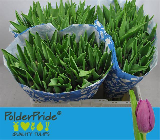 <h4>TU EN ANGOLA</h4>