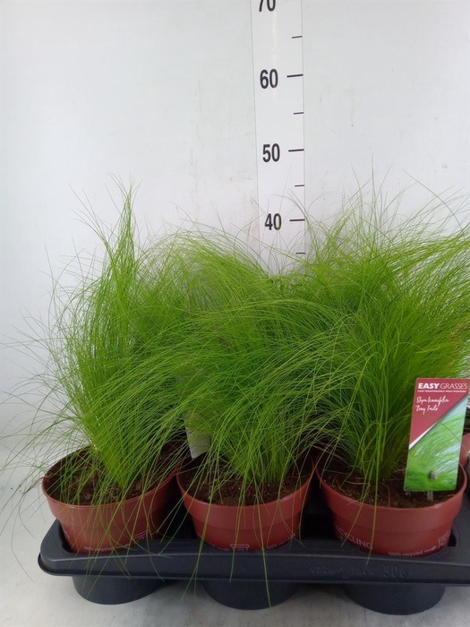 <h4>Stipa tenuifolia</h4>
