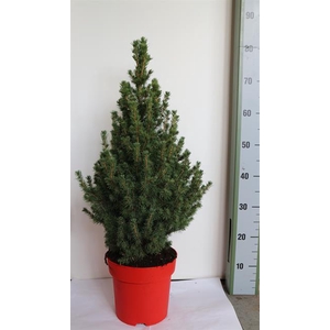 PICEA GL CONICA