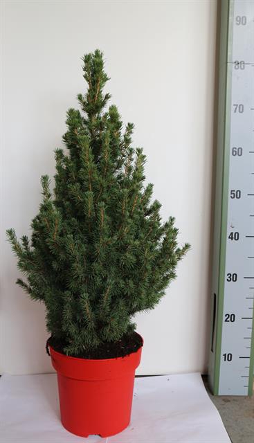 PICEA GL CONICA