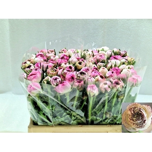 RAN ANDREA CAPPUCCIN