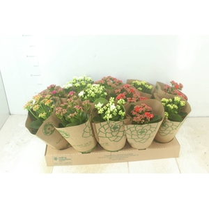 KALANCHOE DOBRADO P11