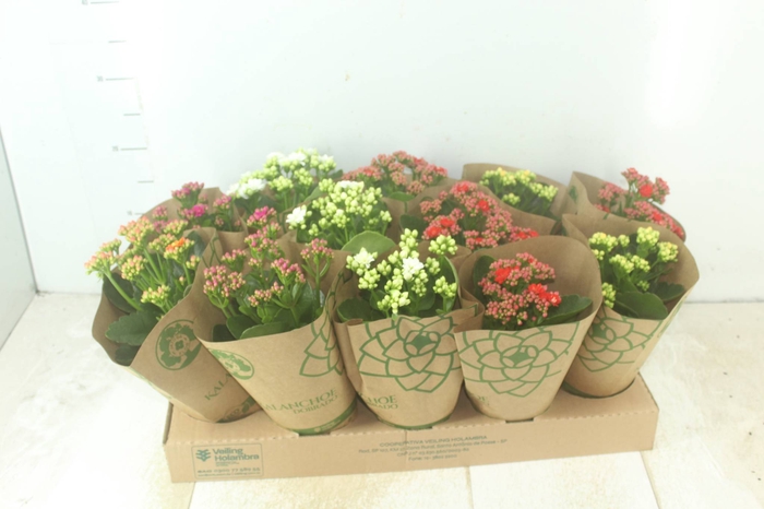 <h4>KALANCHOE DOBRADO P11</h4>