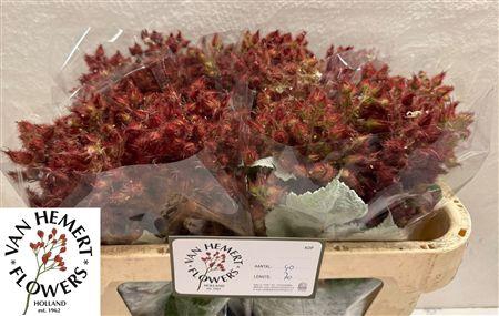 <h4>Rubus Phoenicolasius</h4>