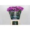 Dianthus St Florigene Moonlite
