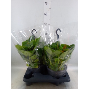 Pilea peperomioides