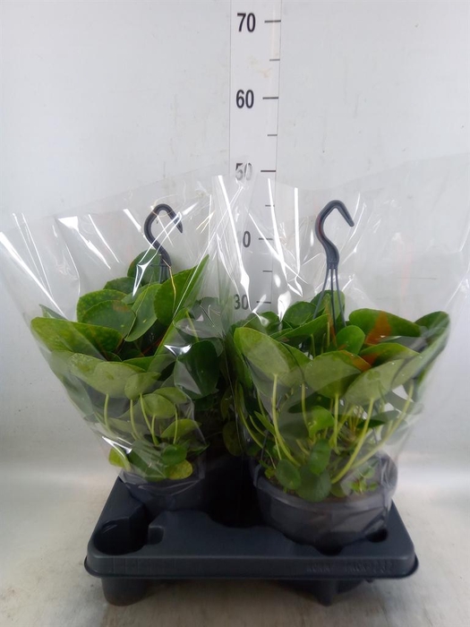 <h4>Pilea peperomioides</h4>