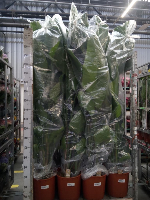 <h4>Strelitzia nicolai</h4>