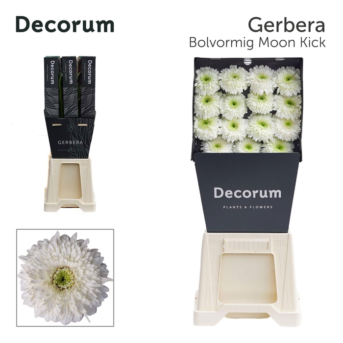 <h4>GE GB MOON KICK</h4>