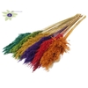 Pampas Grass 70cm 10st/bunch Mixed colours