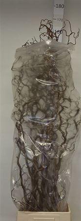 <h4>Corylus Av Contorta</h4>