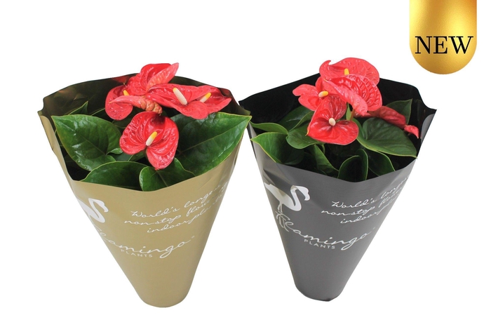 <h4>Anthurium XL.9 Jambo Red 14cm in gouden en zwarte sierhoes</h4>