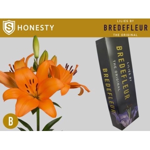 LI LA HONESTY SUPRA QUALITY BOX.